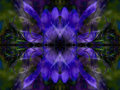 207_0777-douglas-iris-GEO-640.jpg