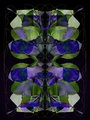 -douglas-iris-3-GEO-