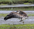 IMG_5309pelican-takeoff
