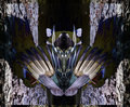 IMG_0985-mallard-1-