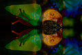 IMG_6448-snail-5-