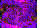 IMG_0363-paisley-print-