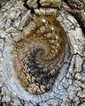 IMG_2024Andy-Goldsworthy-knockoff-