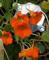 hiding in the nasturtiums-
