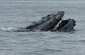 -humpback-whale-teeth-(baleen)