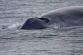 blue-whale--