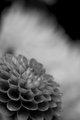 dahlia halo-B&W