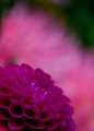 dahlia-halo