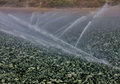 IMG_6245watering-the-brussels-sprouts800