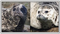 Harbor-seals-composite-800