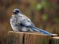 Juvenile Jay-#1