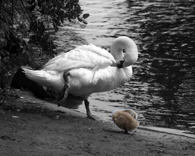 IMG_7430SwanBaby2-1st-mask-650