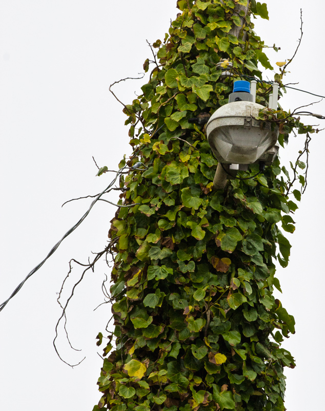 Vine with Light
