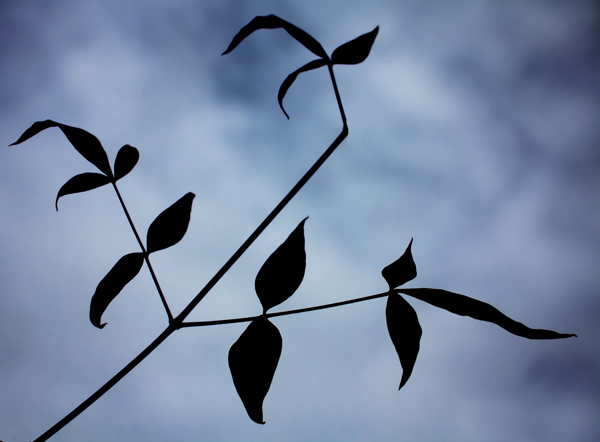 IMG_9902-13-leaves-ORIGINAL-600