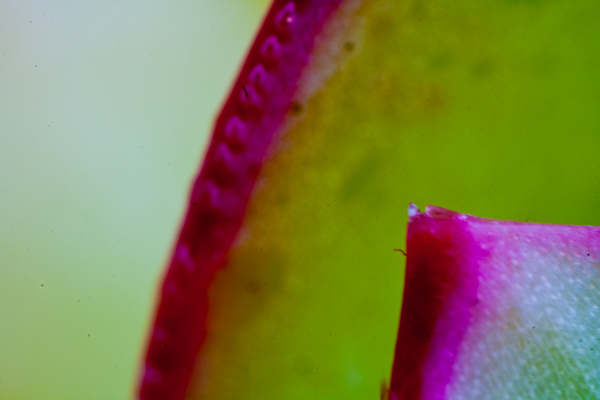 IMG_0374-succulent-leaf-600
