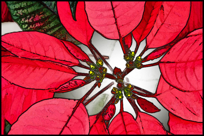 IMG_1277-for-poinsetta-no-1-700
