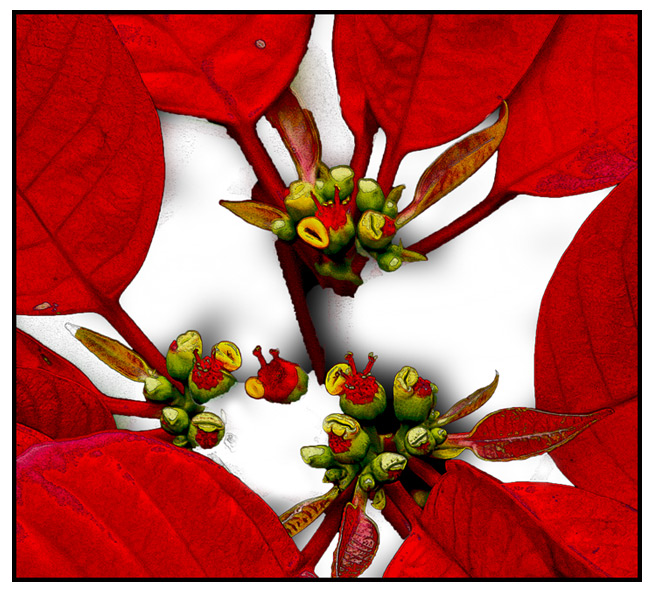 Poinsettia-series-4-template-700