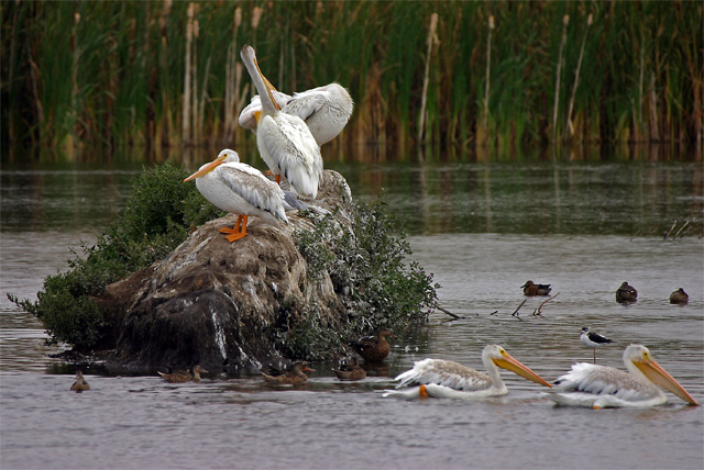 Pelicans hanging out