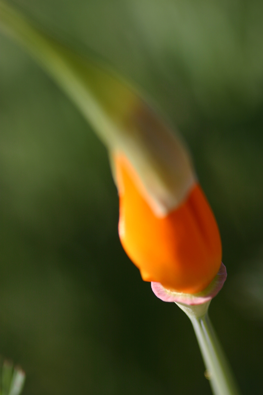 340_4026-poppy-original-800