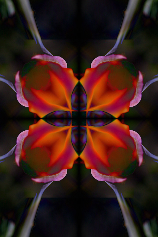 340_4026-poppy-original-variation-1-800