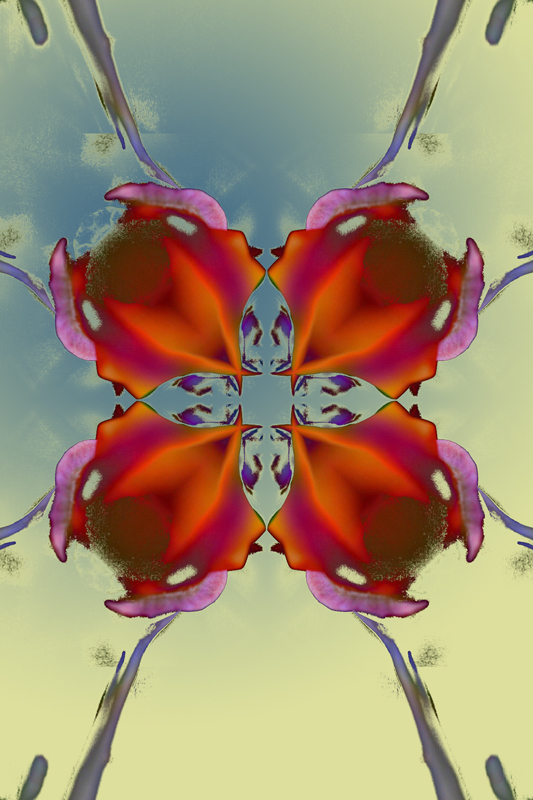 340_4026-poppy-original-variation-2-800