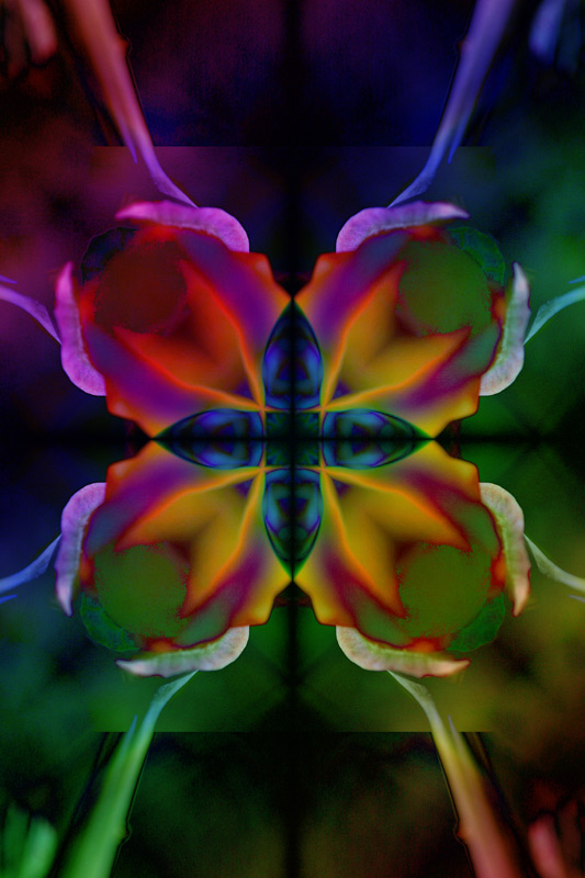 340_4026-poppy-original-variation-3-800