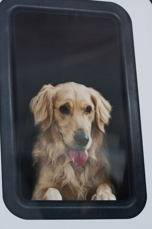 IMG_5280-dog-800