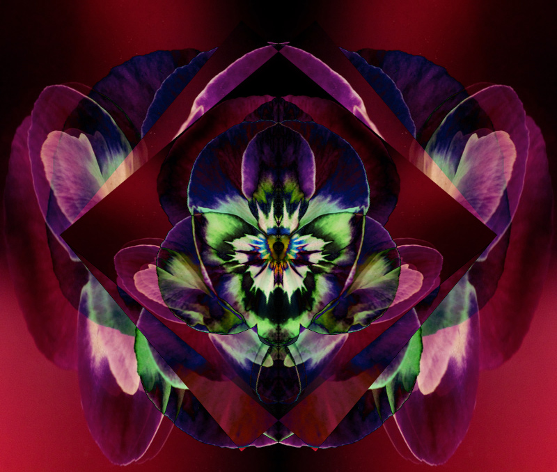 IMG_0436-Pansy-F-&-B-variation-800