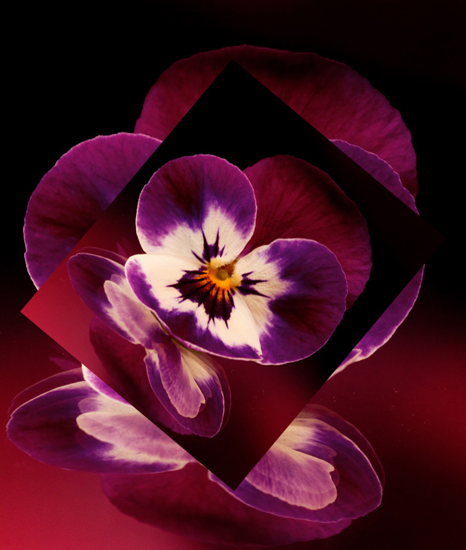 IMG_0436-Pansy-one-spiral--800