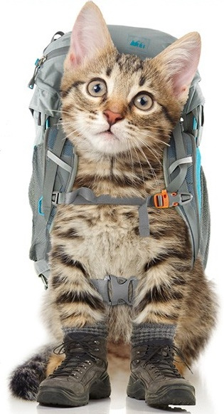 traveling-cat