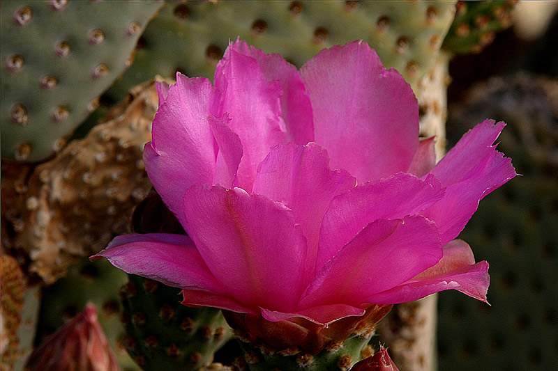 198_9814cactus-blossom-800