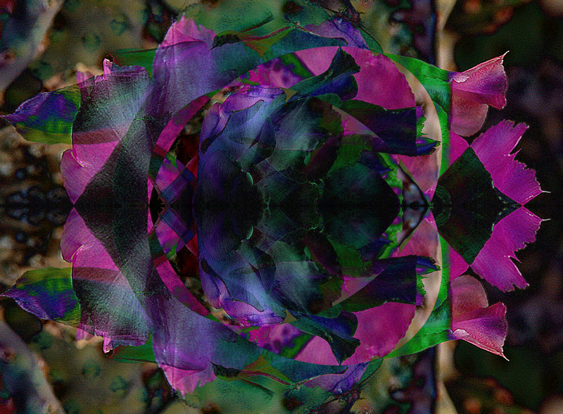 198_9814cactus-blossom-variation-800