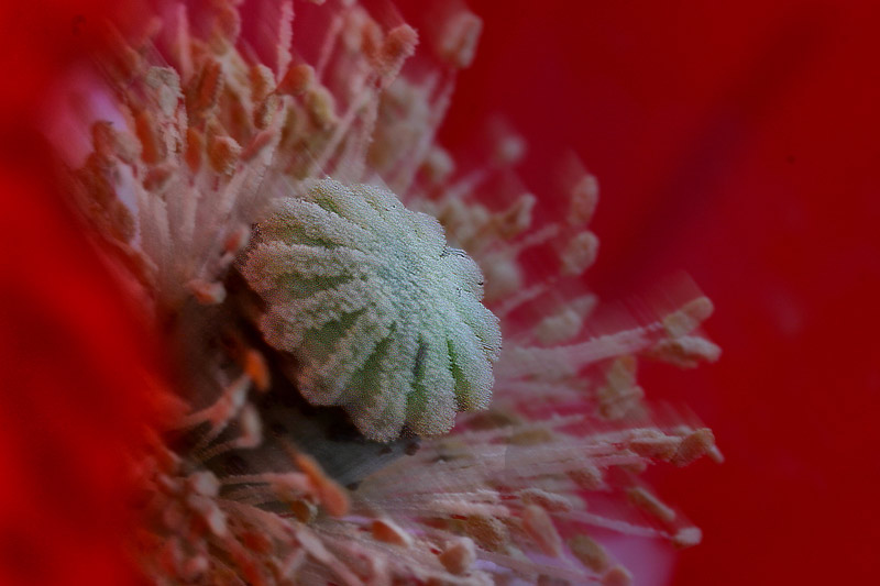 226_2663-red-poppy-center-800