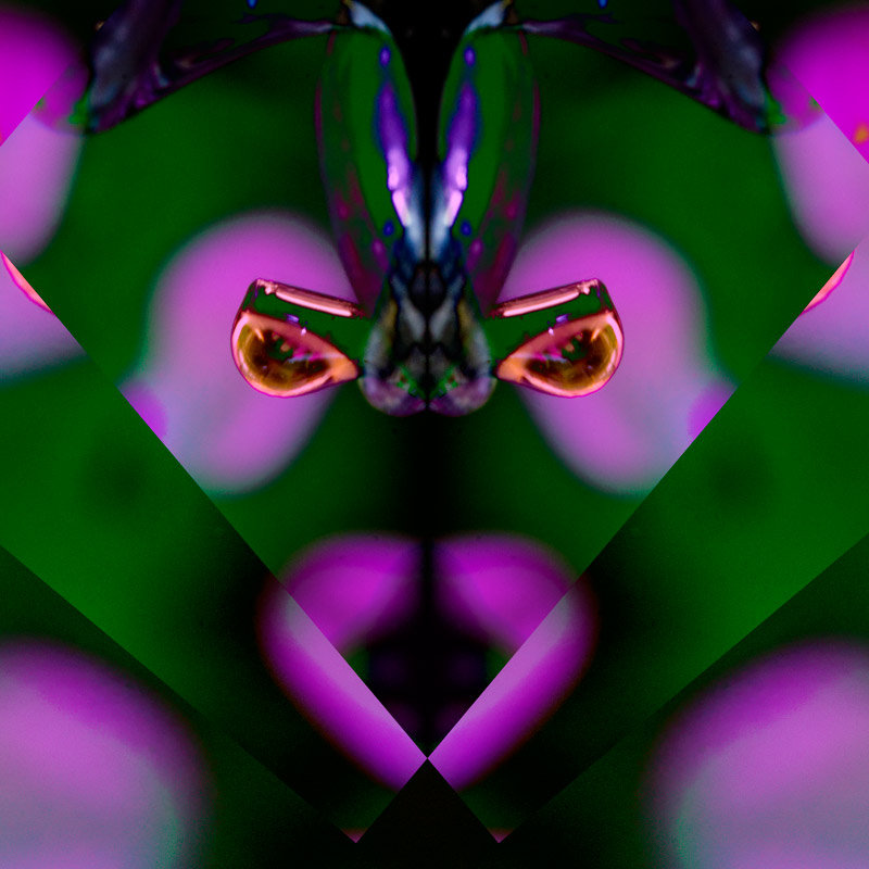 IMG_5340-refraction-variation-six-800