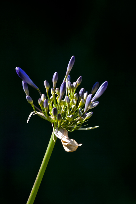 IMG_5304-agapantha-1-800