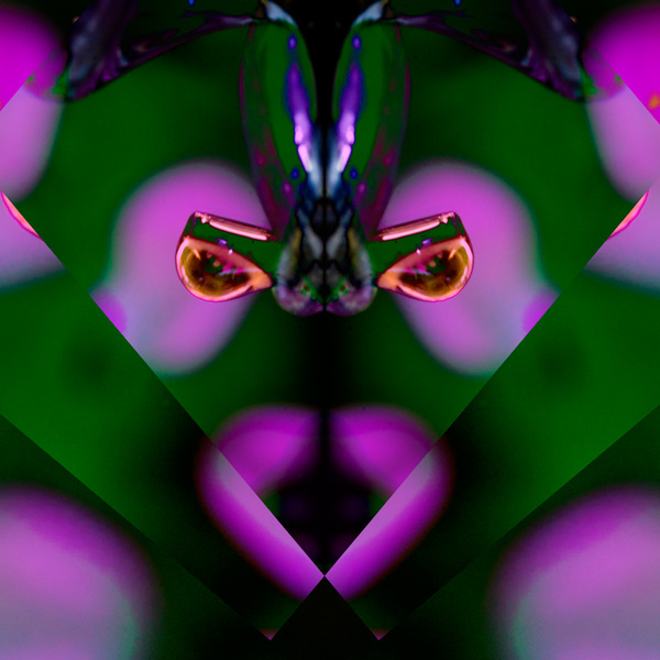 IMG_5340-refraction-variation-3-600