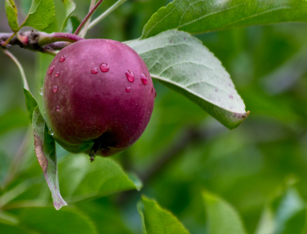 IMG_6490-alans-apple-600