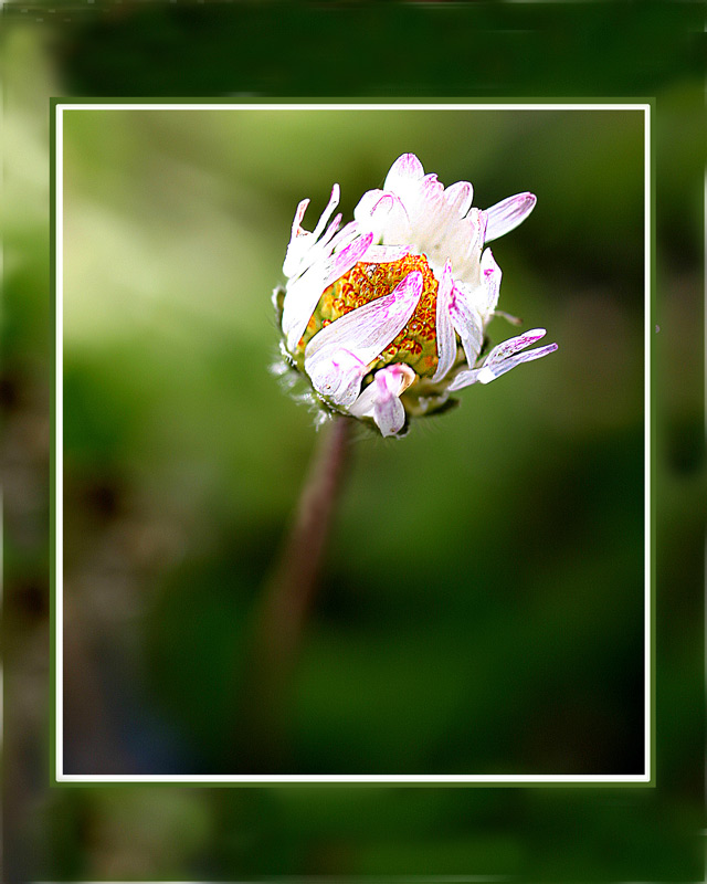 235_3524white-with-lavender-20048x10-800