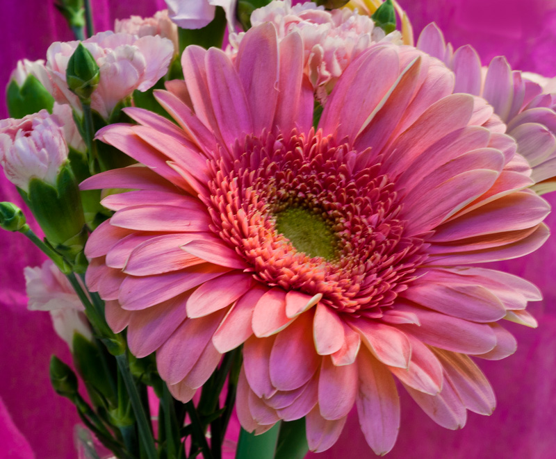 IMG_8649-pink-daisy-800