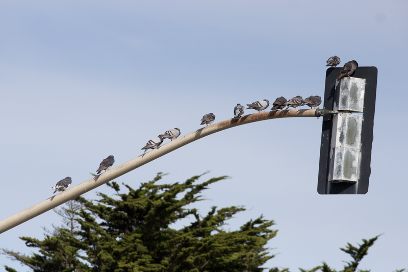 IMG_2696-pigeon-on-pole-original-800