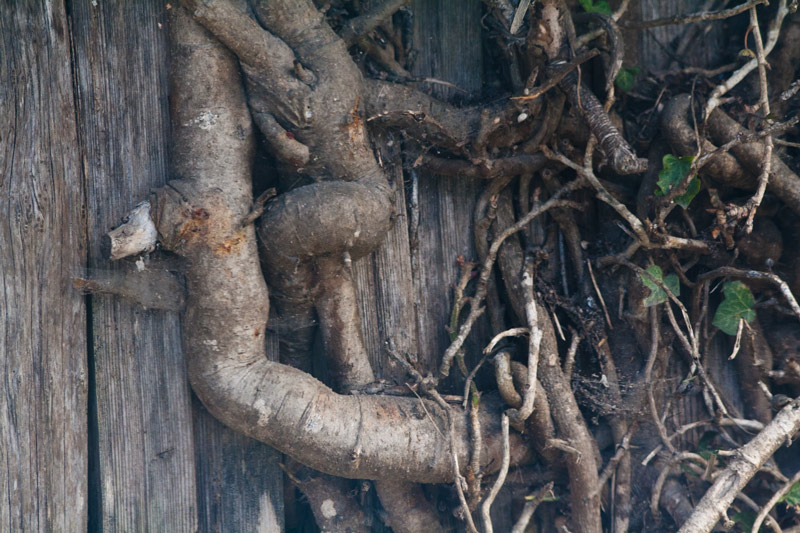IMG_3273-jungle-original-800