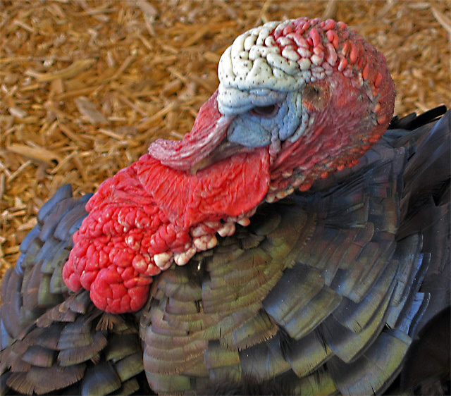 Turkey in the Straw