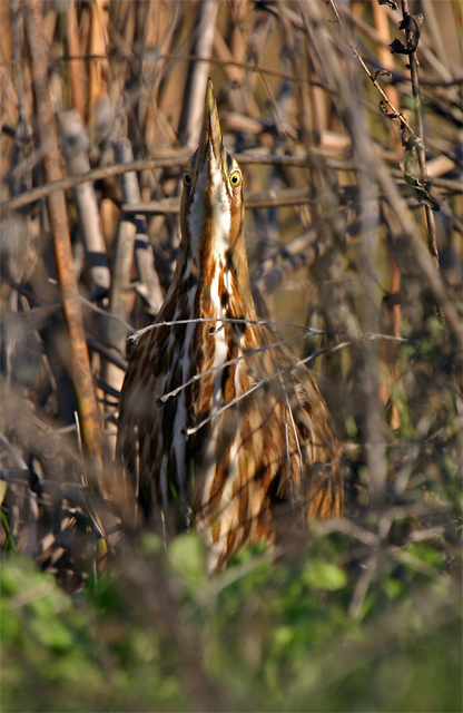 Front View, Bittern