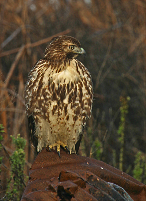 Perched Hawk