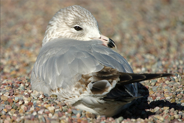 Sleepy Gull