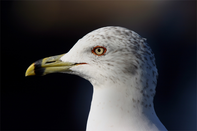 186_8661Gull-head-profileWE.jpg