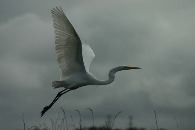 Egret  "Before"