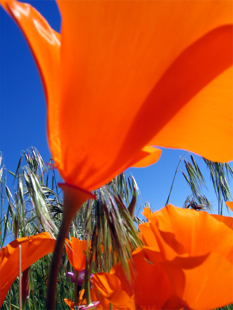 Single poppy