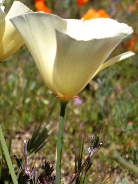 White Poppy