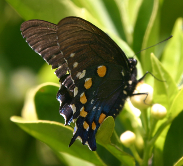 Blue Butterfly?